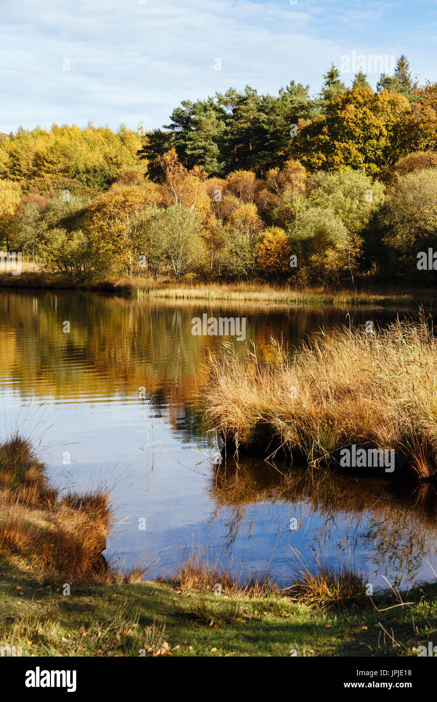 Riva del Llyn Geirionydd lago in Gwydyr Forest Park in autunno nel Parco Nazionale di Snowdonia. Trefriw, Conwy, il Galles del Nord, Regno Unito, Gran Bretagna Foto Stock