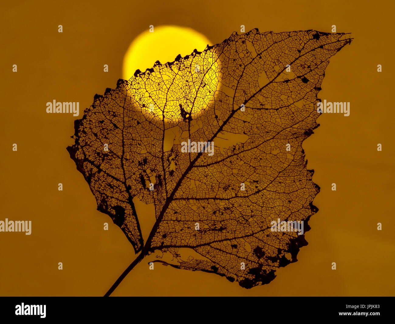 Pioppo nero Populus nigra foglia scheletro al tramonto Foto Stock