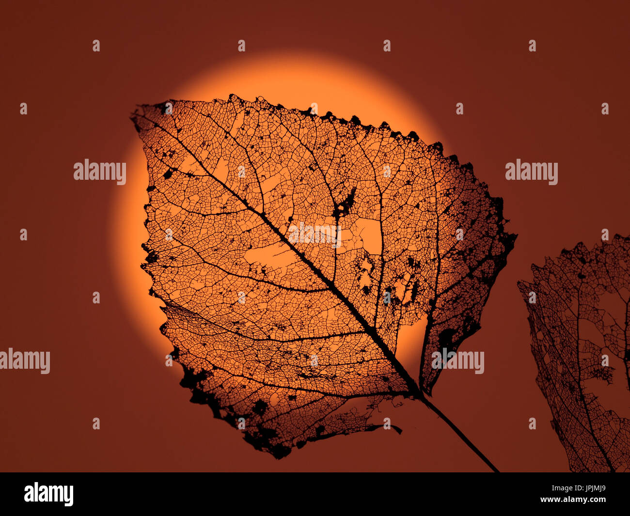 Pioppo nero Populus nigra foglia scheletro al tramonto Foto Stock