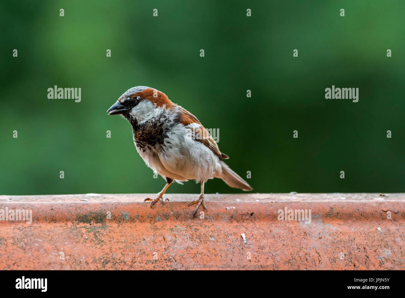 Casa passero (Passer domesticus) maschio appollaiato sulla tegola di colmo sul tetto di casa Foto Stock