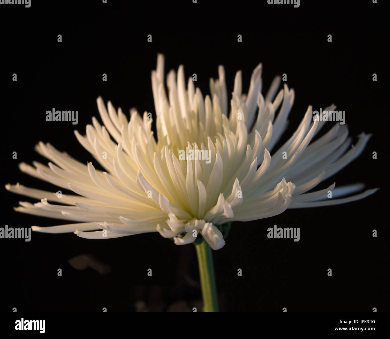 Spider crisantemo vista laterale-hortizatal Foto Stock