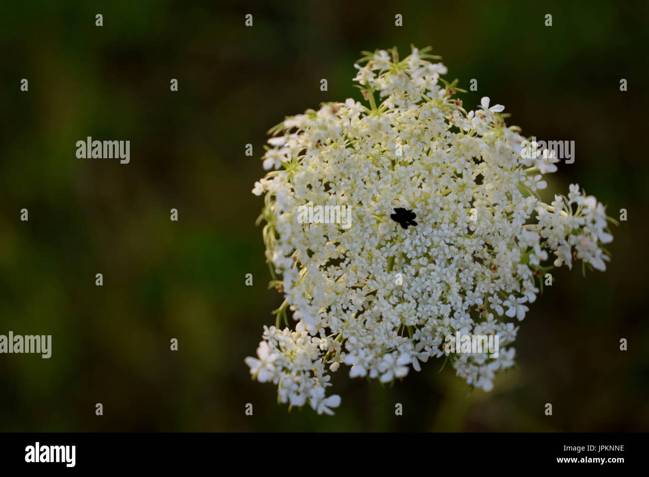 Fiore della pianta Daucus carota o Queen Anne's pizzi, noto anche come carota selvatica Foto Stock