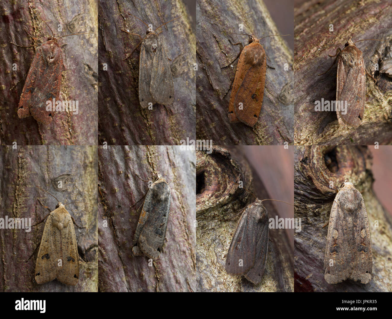 Regno Unito wildlife confronto: variazioni di colore e il modello del grande giallo underwing falena che può variare dal marrone chiaro al quasi nero, Inghilterra Foto Stock