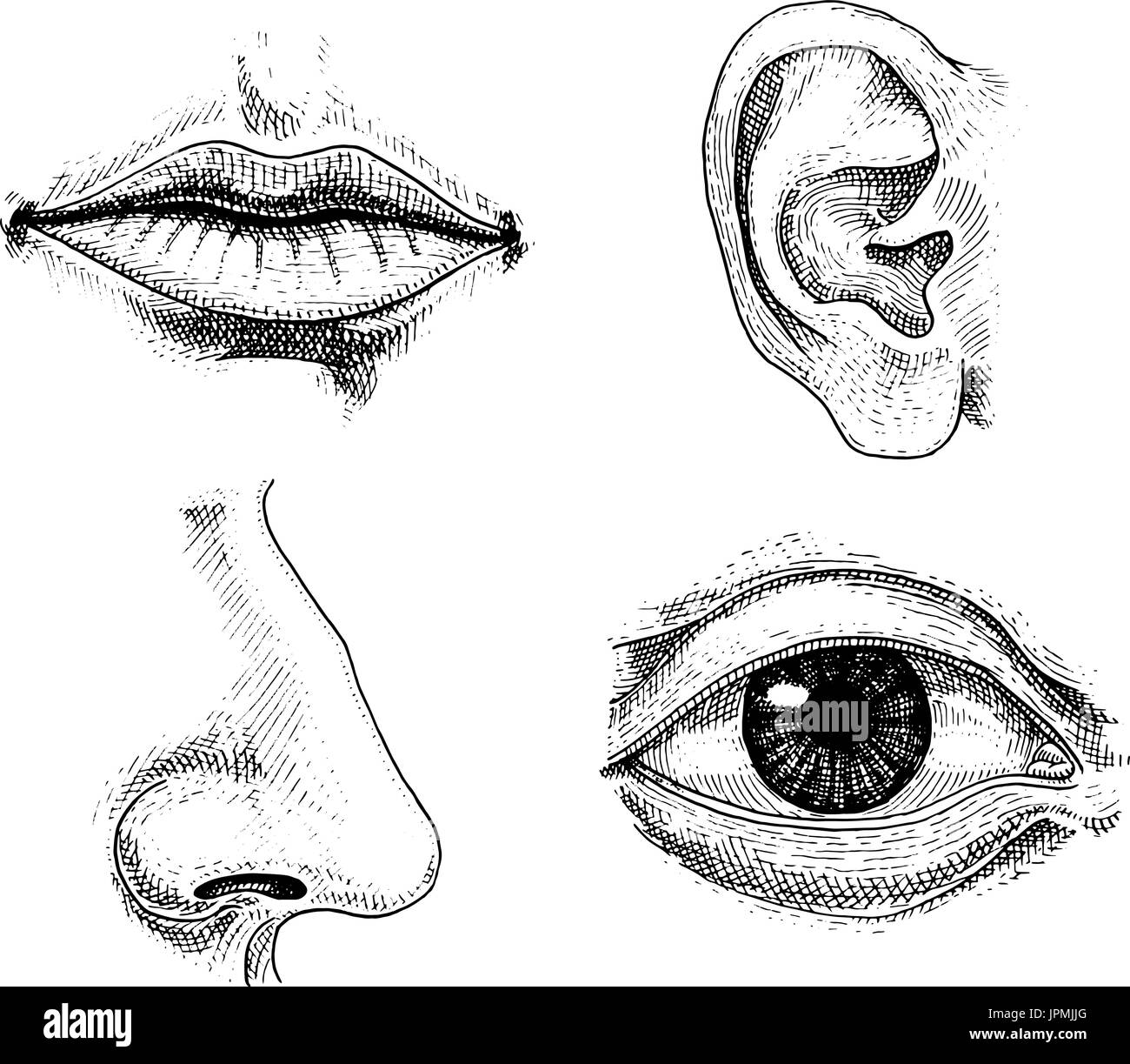 Biologia umana, organi anatomia illustrazione. incisi disegnati a mano nel vecchio disegno e stile vintage. faccia bacio dettagliate o sulle labbra e orecchio, occhio o vista, a guardare con il naso. Illustrazione Vettoriale