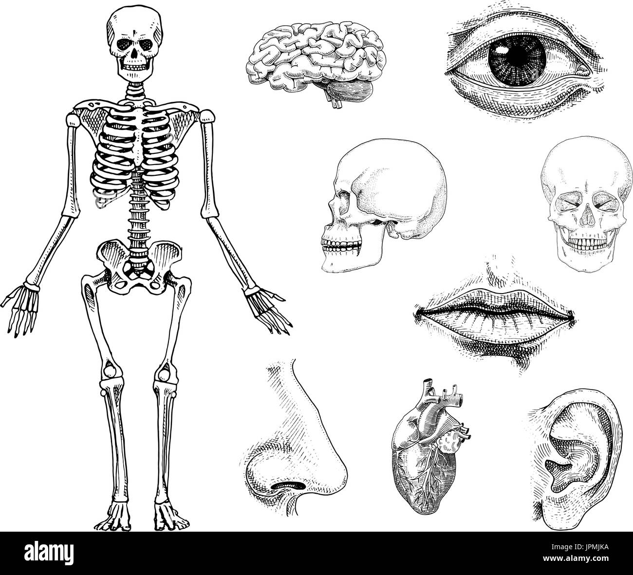 Biologia Umana, Anatomia illustrazione. incisi disegnati a mano nel vecchio disegno e stile vintage. cranio o scheletro di silhouette. Le ossa del corpo. le labbra e orecchio con naso. Il cervello e il cuore. Illustrazione Vettoriale