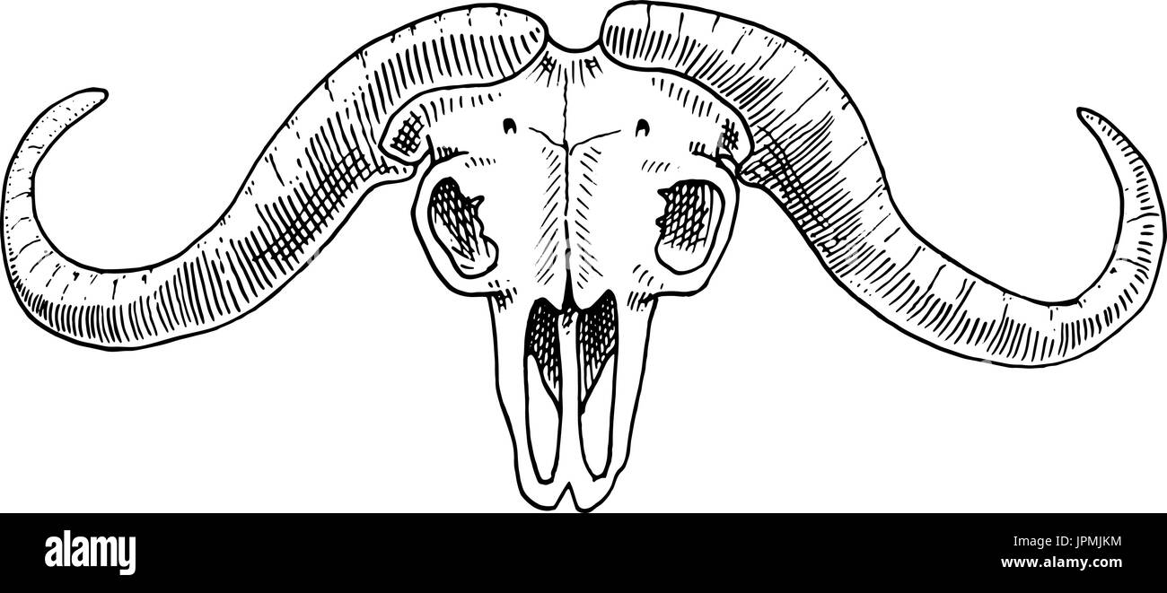 La biologia o la anatomia illustrazione. incisi disegnati a mano nel vecchio disegno e stile vintage. cranio o scheletro di silhouette. African buffalo. Gli animali con le corna. Illustrazione Vettoriale