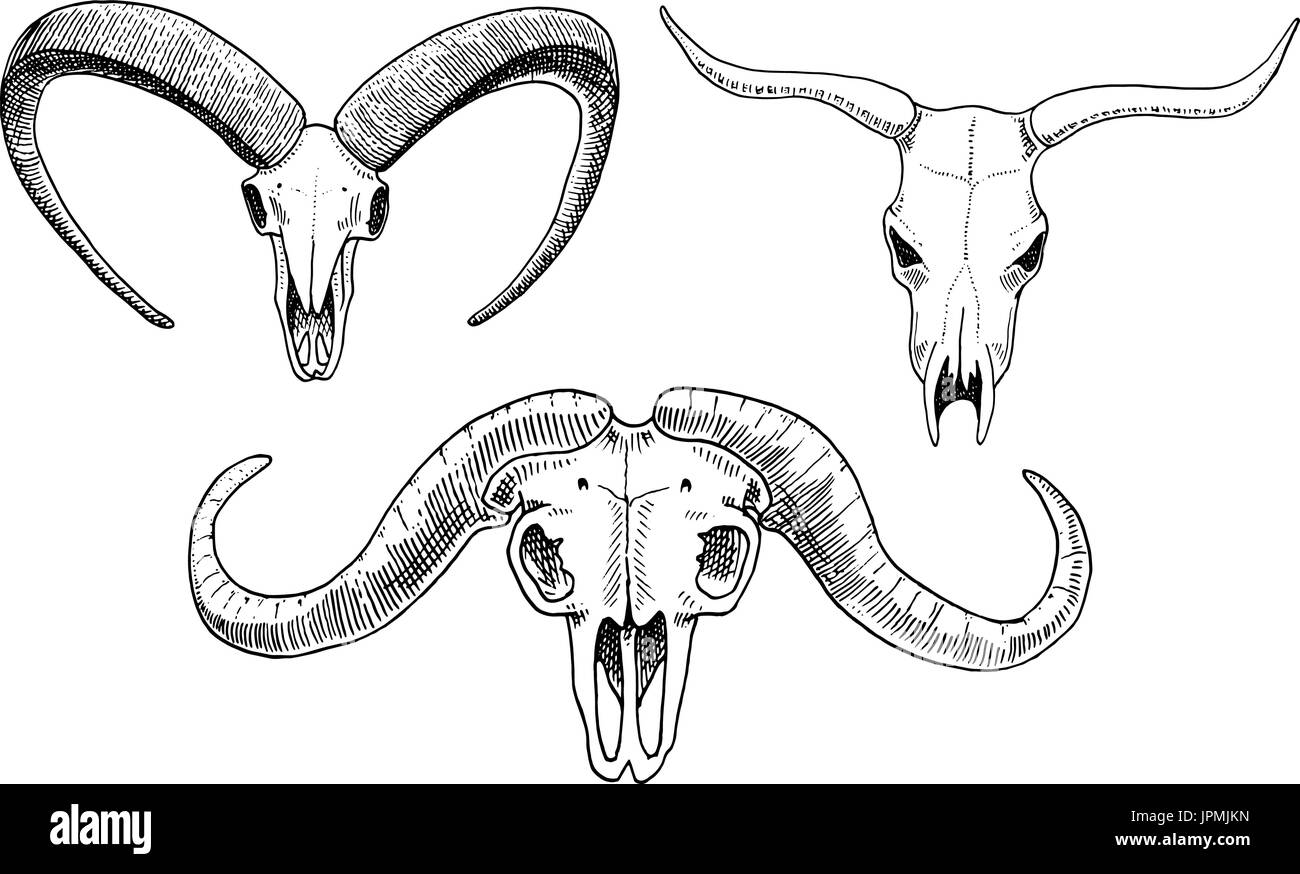 La biologia o la anatomia illustrazione. incisi disegnati a mano nel vecchio disegno e stile vintage. cranio o scheletro di silhouette. Bull e capre di montagna, African buffalo. Gli animali con le corna. Illustrazione Vettoriale