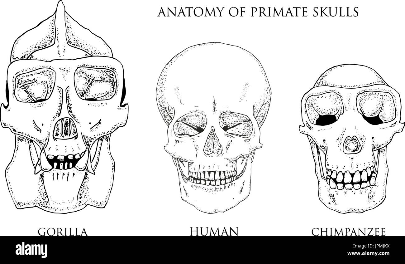 Umani e scimpanzé, gorilla. biologia e anatomia illustrazione. incisi disegnati a mano nel vecchio disegno e stile vintage. monkey cranio o scheletro o ossa silhouette. vista frontale o faccia. Illustrazione Vettoriale