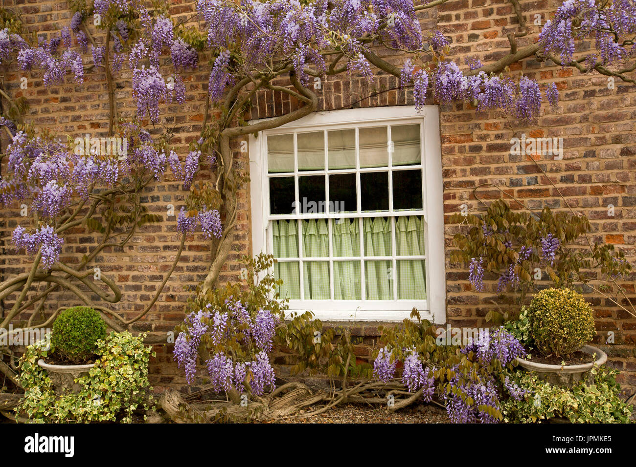 Finestra circondata da wisteria nel villaggio inglese di Denham Foto Stock