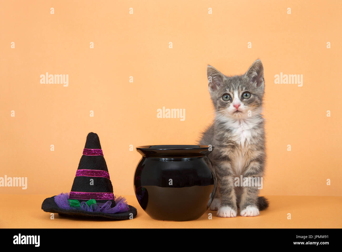 Un piccolo grigio e bianco tabby gattino seduto accanto al nero calderone e streghe hate su uno sfondo arancione Foto Stock