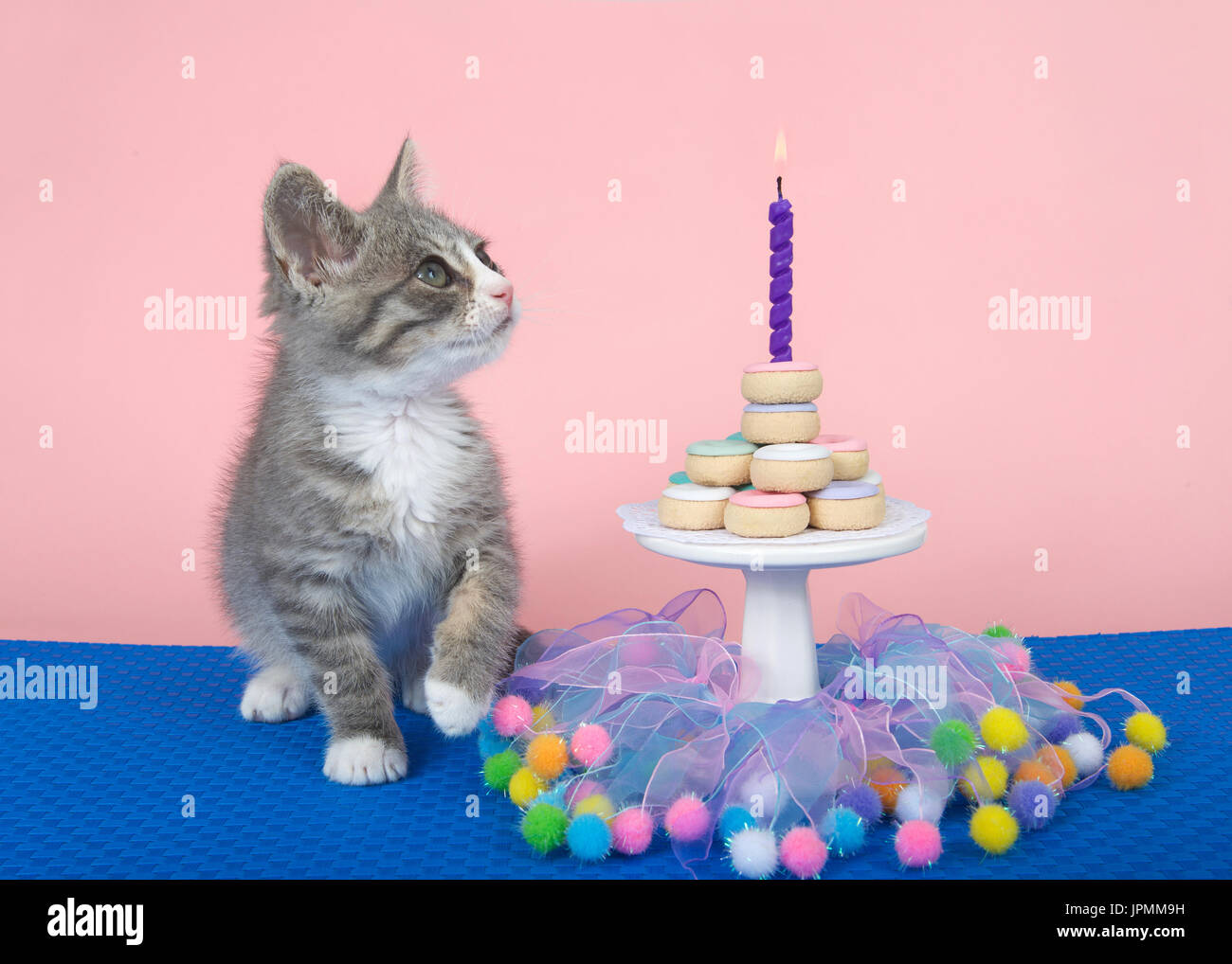 Grigio e bianco gattino seduto su un intreccio di colore blu opaco, piccolo tavolo da giardino con torta a ciambella impilati, Kitty guardando solo la masterizzazione di candela. Backgrou rosa Foto Stock