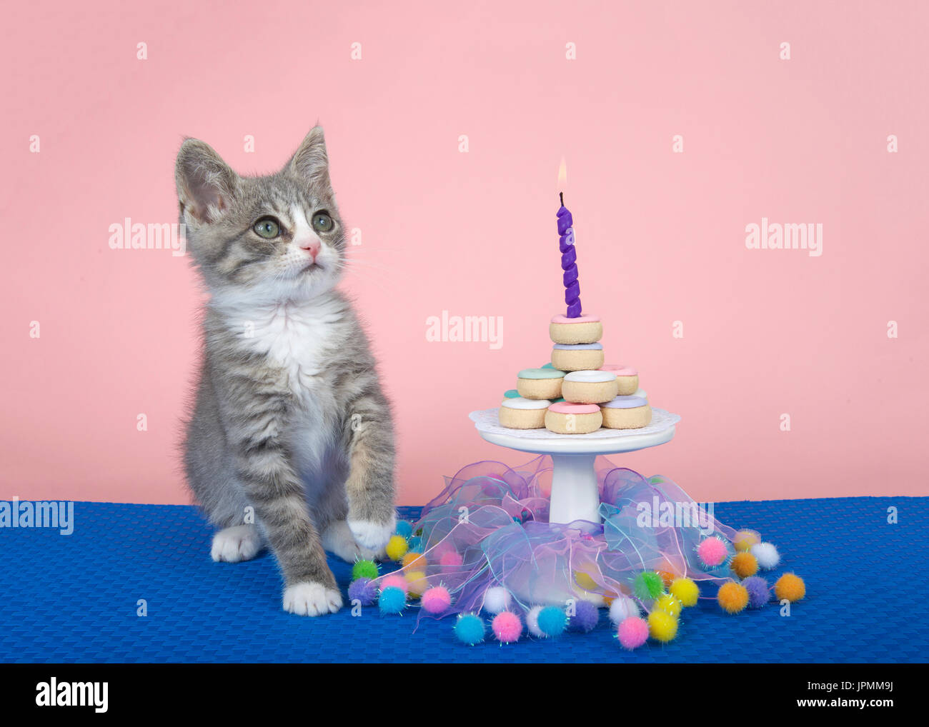 Grigio e bianco gattino guardando ai telespettatori di destra, seduto su un intreccio di colore blu opaco, piccolo tavolo da giardino con torta a ciambella impilati, singola candela che brucia. Rosa Foto Stock