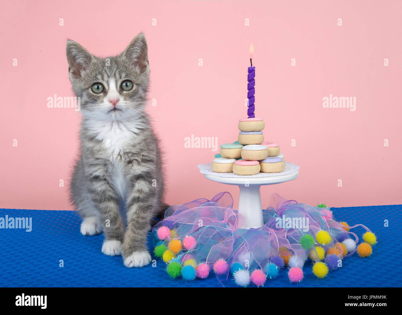 Grigio e bianco gattino guardando direttamente al visualizzatore, seduto su un intreccio di colore blu opaco, piccolo tavolo da giardino con torta a ciambella impilati, singola candela che brucia. Pi Foto Stock