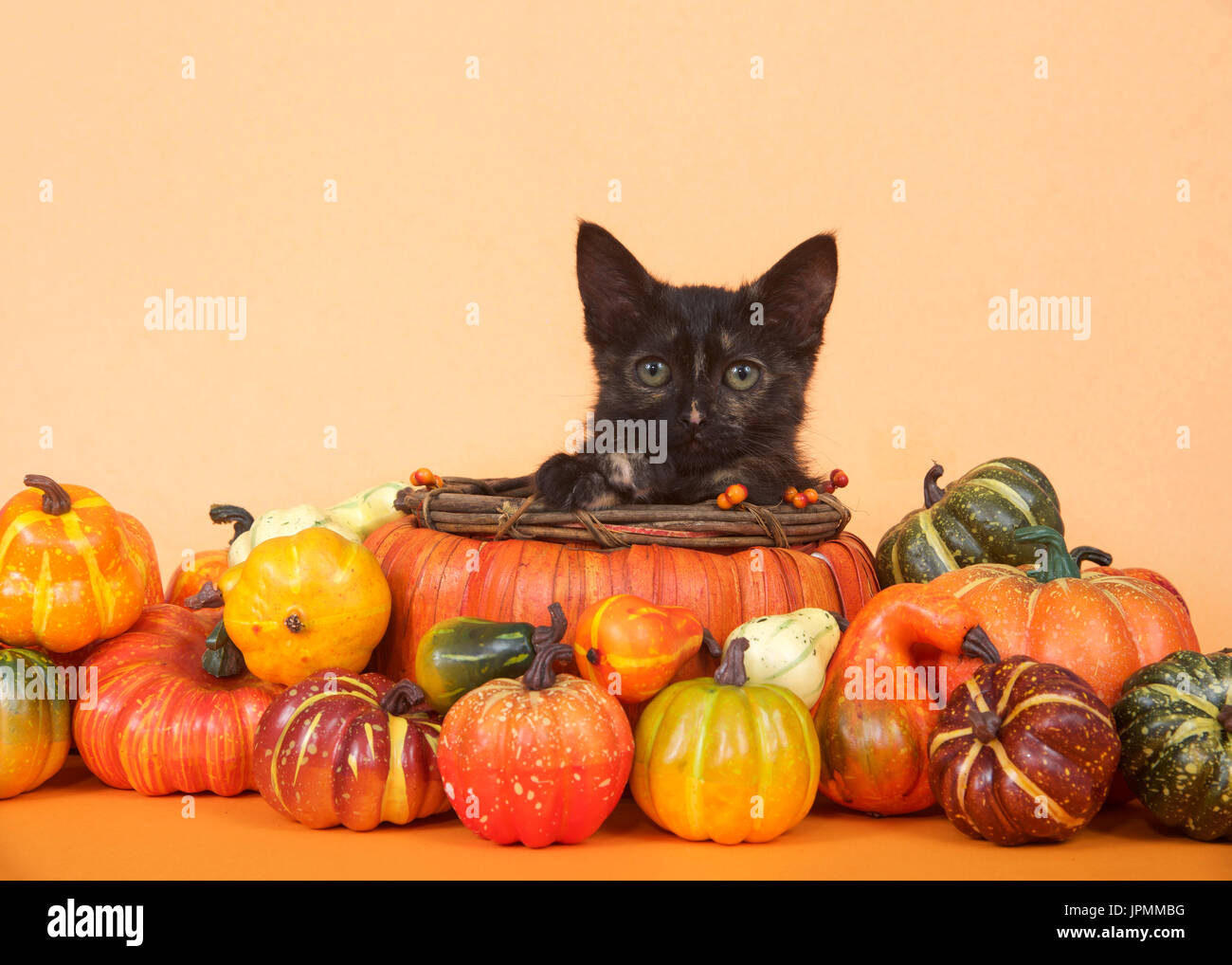 Una tortie tabby kitten in una zucca paniere sagomato di guardare direttamente viewer circondato da zucche in miniatura, squash e zucche, tabella arancione e ba Foto Stock