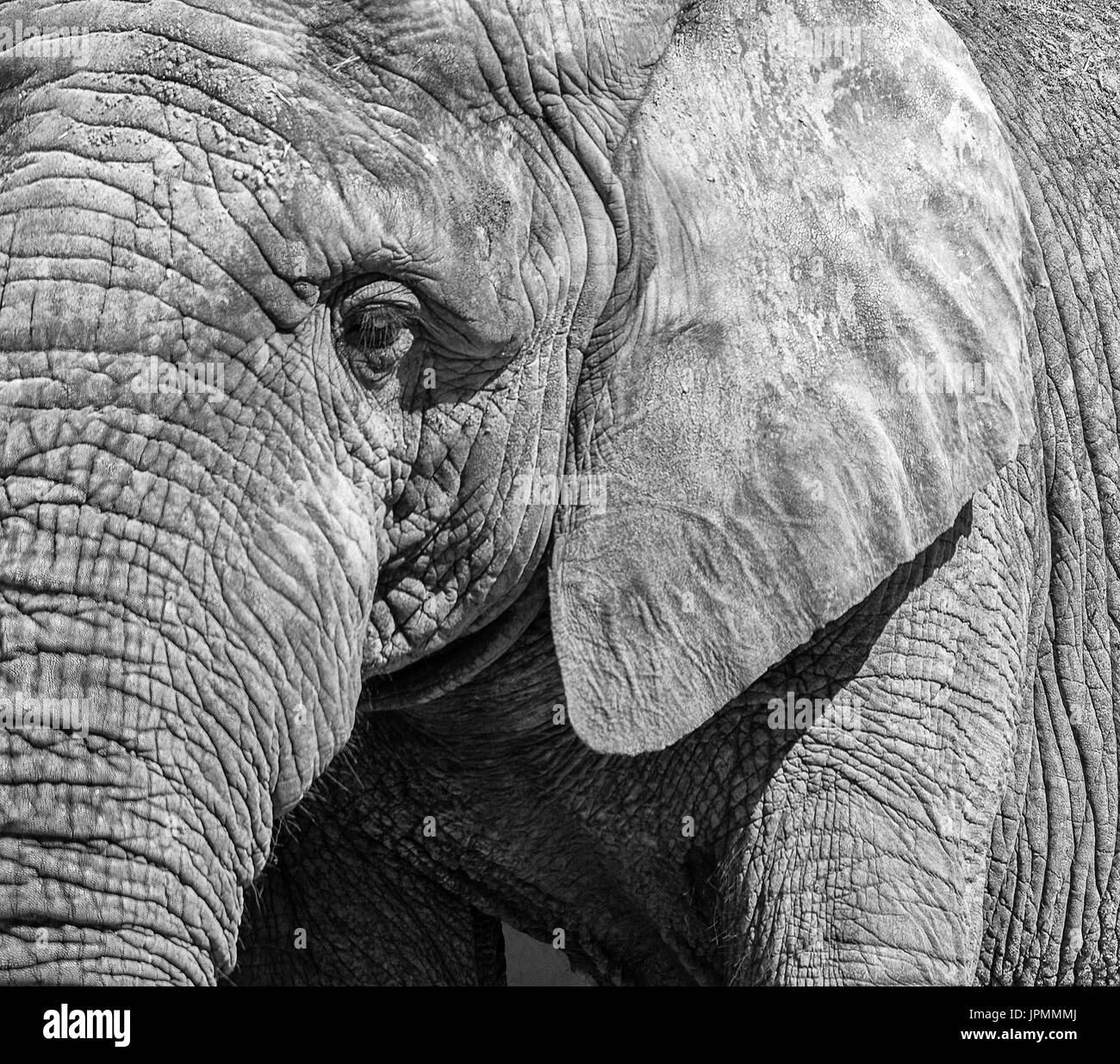 Ritratto in bianco e nero di un elefante. Foto Stock