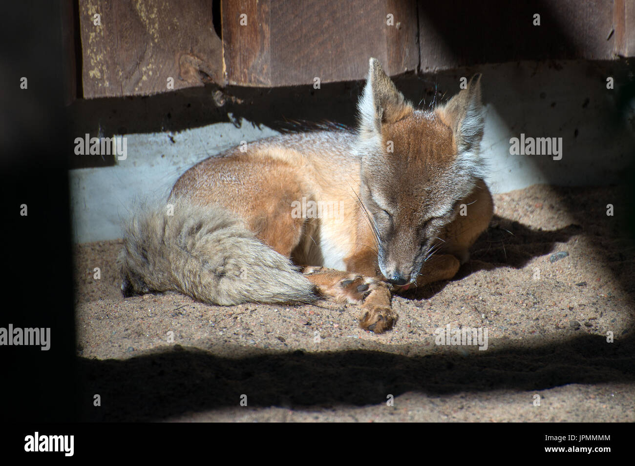 Red Fox intrappolato in una gabbia. Foto Stock