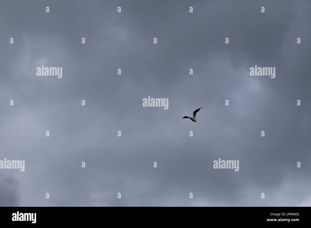 Gli uccelli del cielo Foto Stock