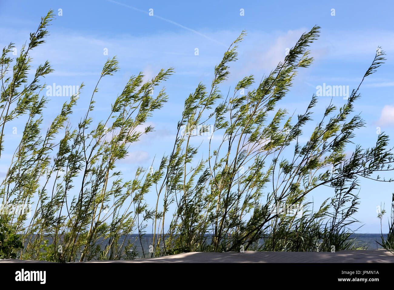 Dune ricoperte con folte piante sulla costa del Mar Baltico in Kolobrzeg in Polonia Foto Stock