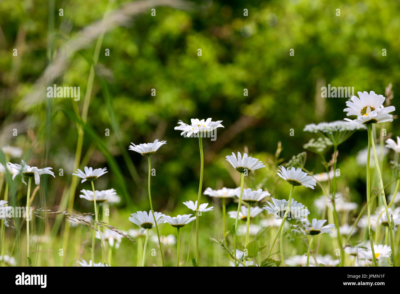 La Camomilla fiori crescono su una duna a Kolobrzeg in Polonia Foto Stock