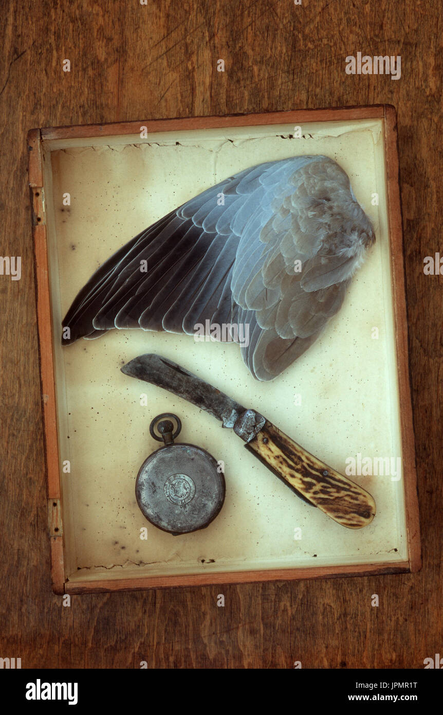 Ala di colomba a collare che giace nel profondo casella Provino con i cacciatori temperino e macchiata orologio da tasca Foto Stock
