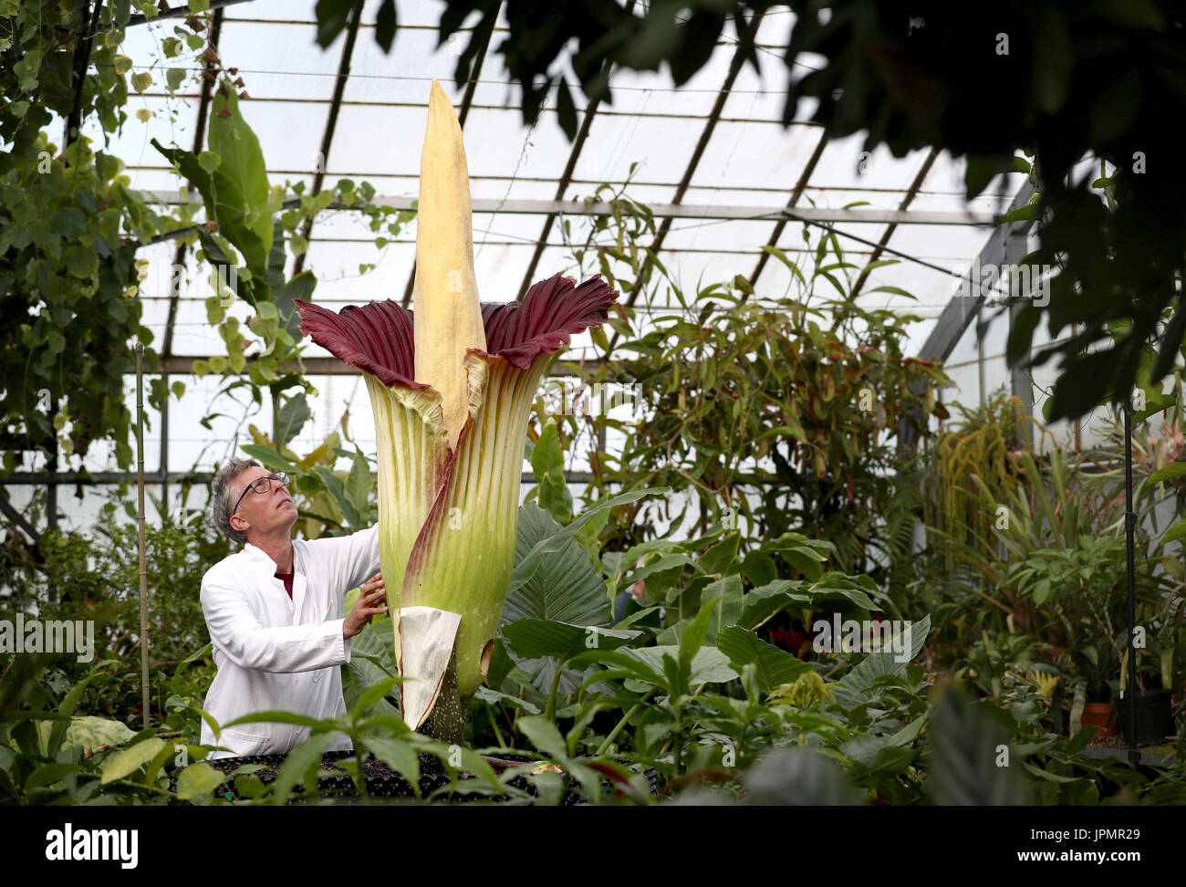 Assegnista di ricerca Dr Axel Dalberg Poulsen esamina un Amorphophallus titanum o titan arum, uno dei più grandi del mondo e smelliest fiori, che ha fiorito presso il Royal Botanic Garden di Edimburgo. Foto Stock
