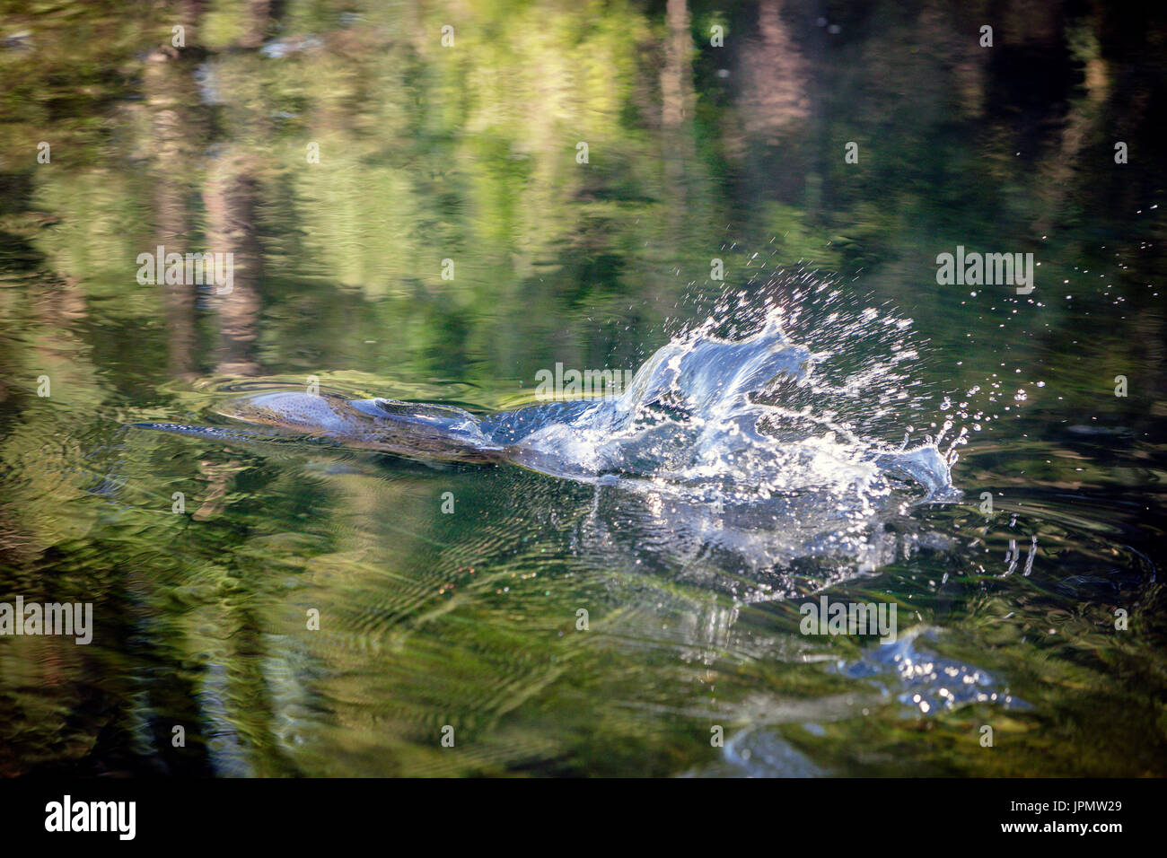 Trota fario catturati dal pescatore a mosca, Fiume Test, Leckford, Hampshire, Inghilterra. Foto Stock