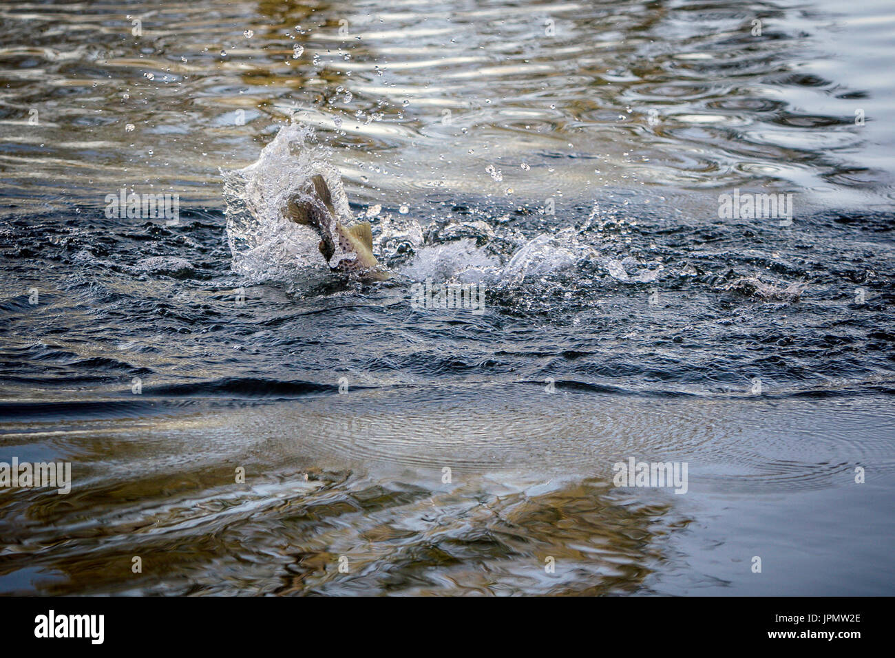 Trota fario catturati dal pescatore a mosca, Fiume Test, Leckford, Hampshire, Inghilterra. Foto Stock