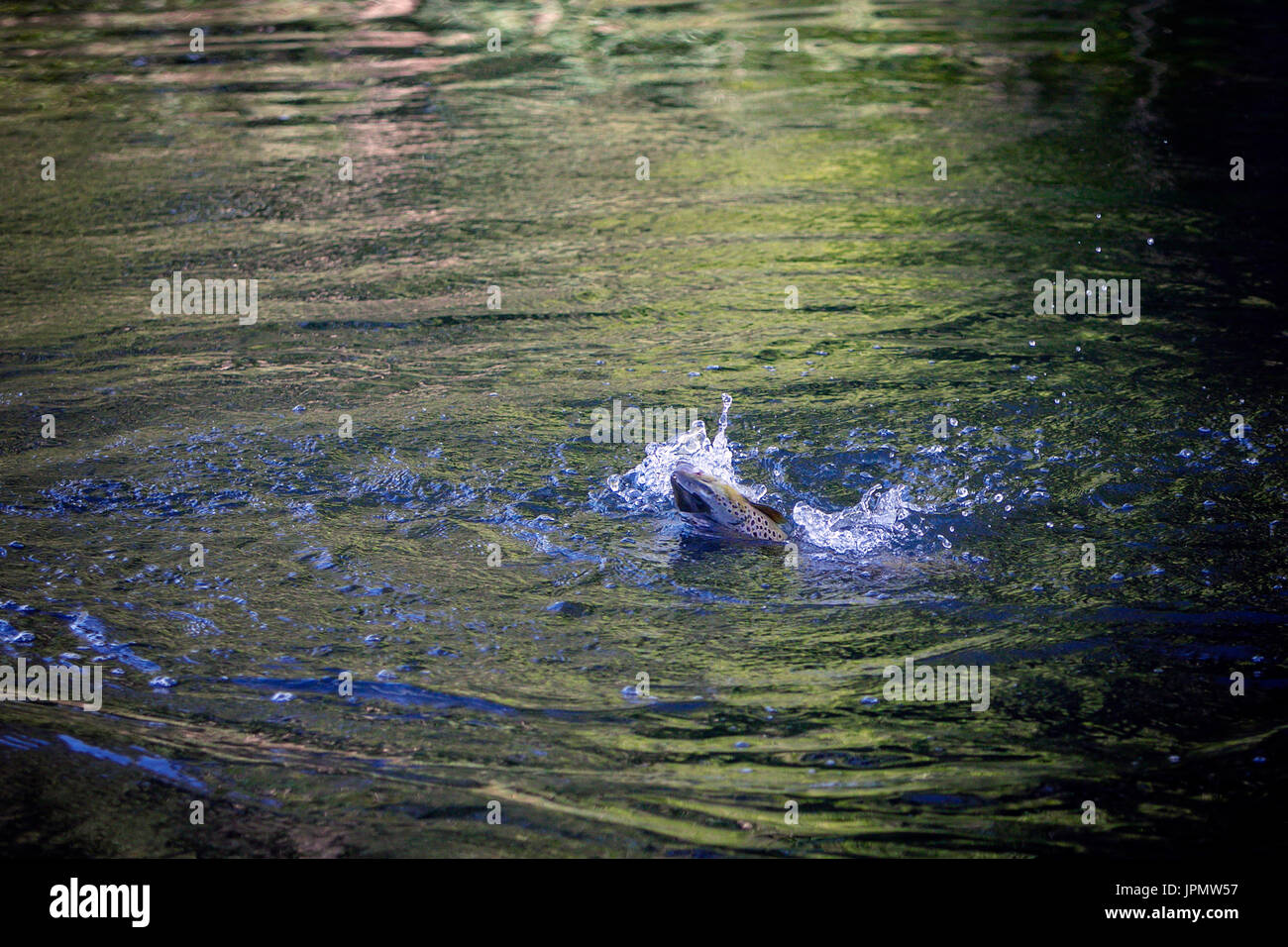 Trota fario catturati dal pescatore a mosca, Fiume Test, Leckford, Hampshire, Inghilterra. Foto Stock
