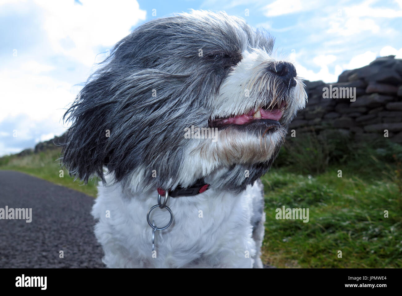 Canine capperi / Mondo di cane Foto Stock