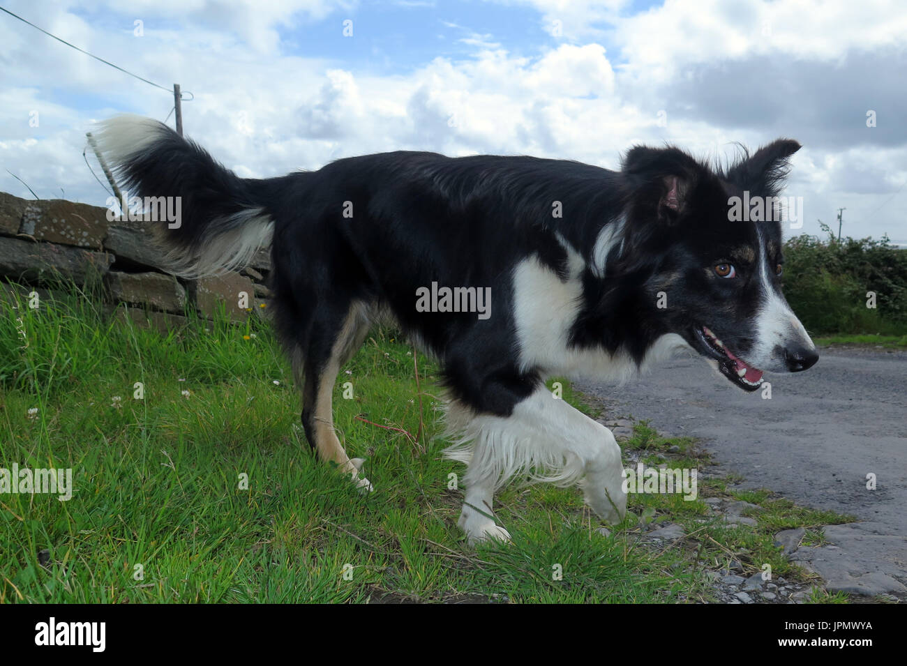 Canine capperi / Mondo di cane Foto Stock