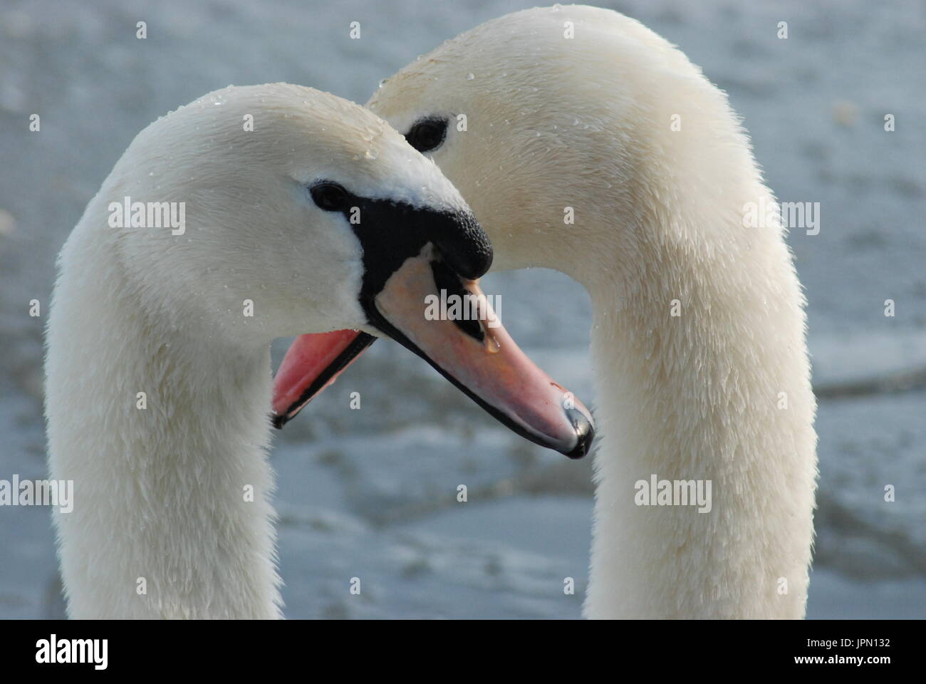 Close-up di un paio di cigni (Cygnus olor) sul laghetto di Fleet, Hampshire, Regno Unito Foto Stock
