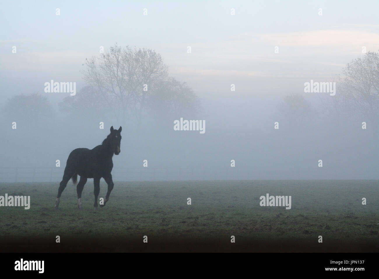 Horse cantering intorno a un campo in una nebbiosa mattina di inverno Foto Stock