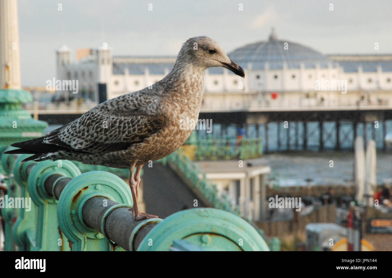 Gabbiano in ringhiera sulla passeggiata a Brighton con il molo, un famoso punto di riferimento, West Sussex, Regno Unito. Fauna selvatica urbana. Giovane gabbiano aringhe Larus argentatus Foto Stock