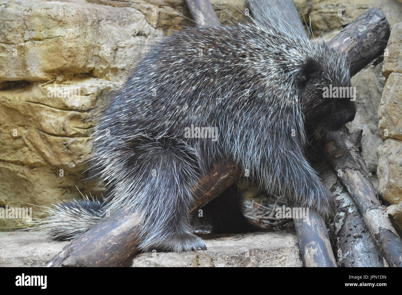 Porcupine all'aperto Foto Stock