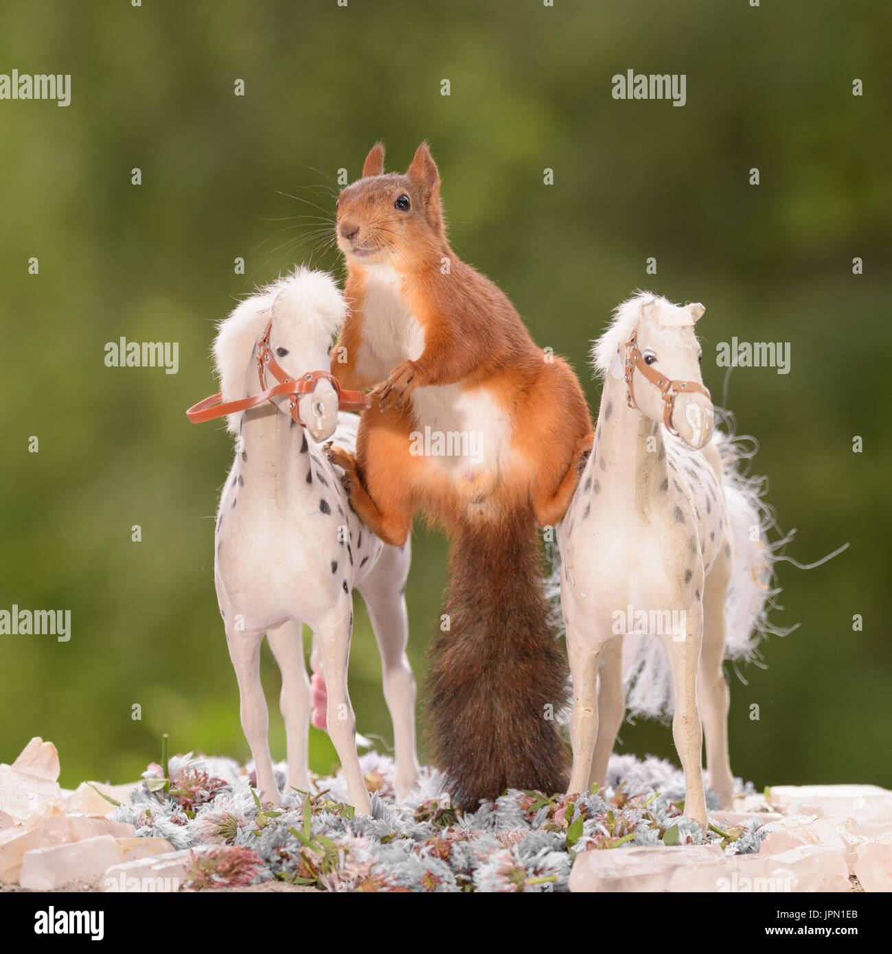 Immagini surreali hanno catturato un paio di wild gli scoiattoli rossi indulgere in ciò che sembra essere un posto di equitazione. Le divertenti immagini mostrano il squi Foto Stock