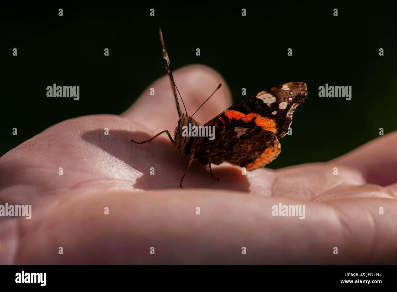 Red Admiral Butterfly a portata di mano Foto Stock