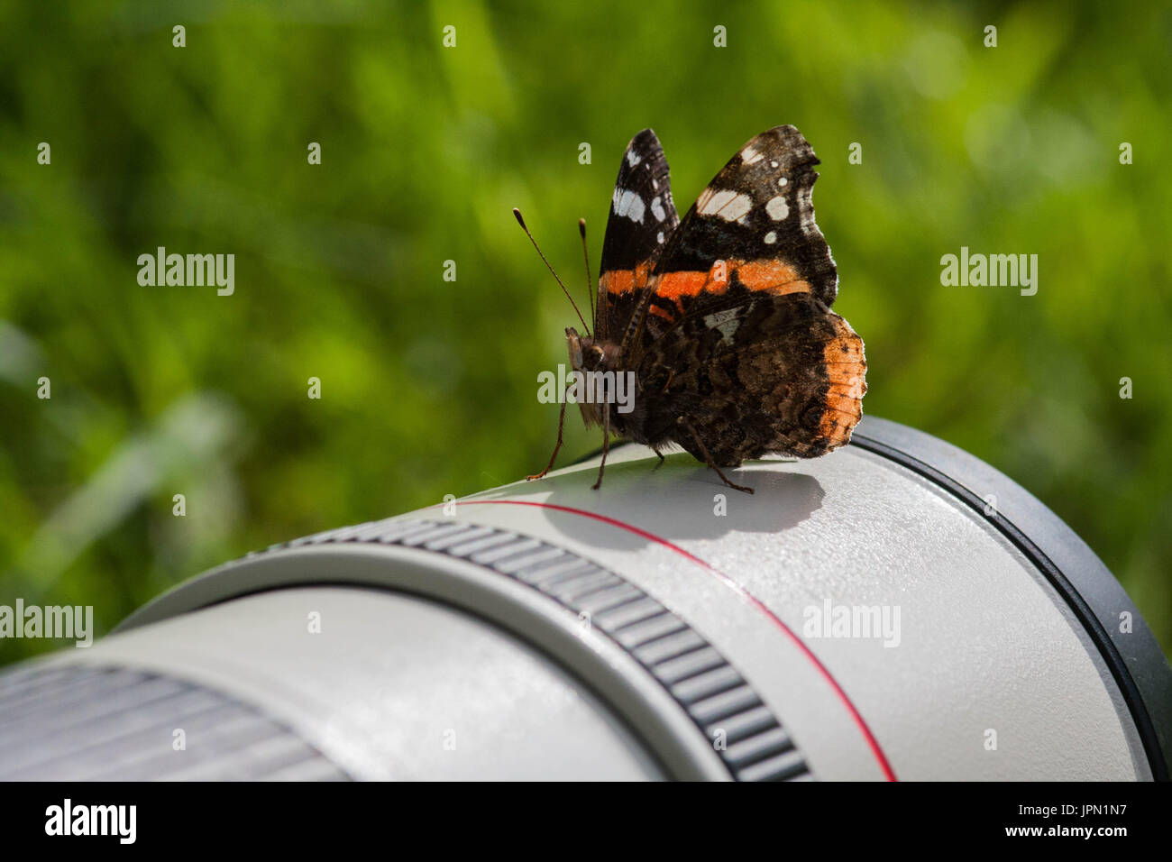 Red Admiral farfalla sulla lente Foto Stock