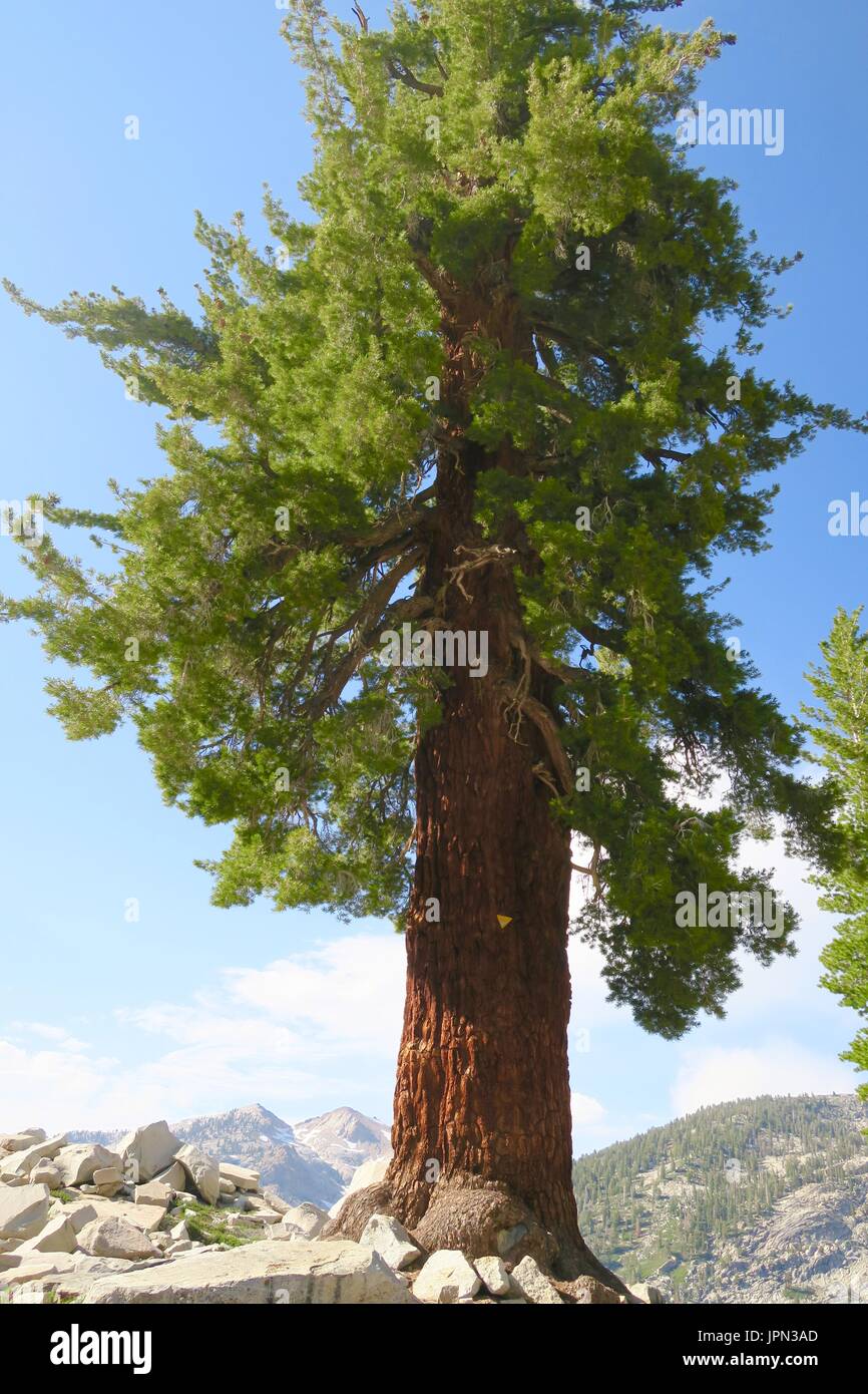 Il Re della collina di coda di volpe di Lone Pine al di sopra del mondo, vicino al lago di erica, Sequoia National Park, California, Stati Uniti Foto Stock