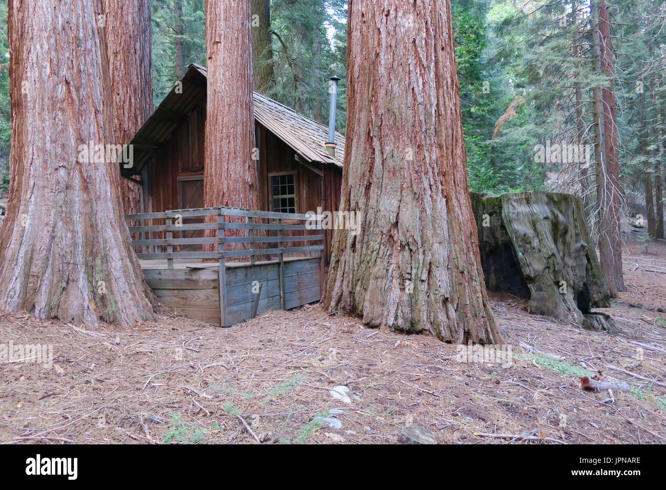 Rustico cabina vecchia edificata tra sequoie con grandi moncone rimane, minerale re, Sequoia National Park, Tulare County, California, Stati Uniti Foto Stock