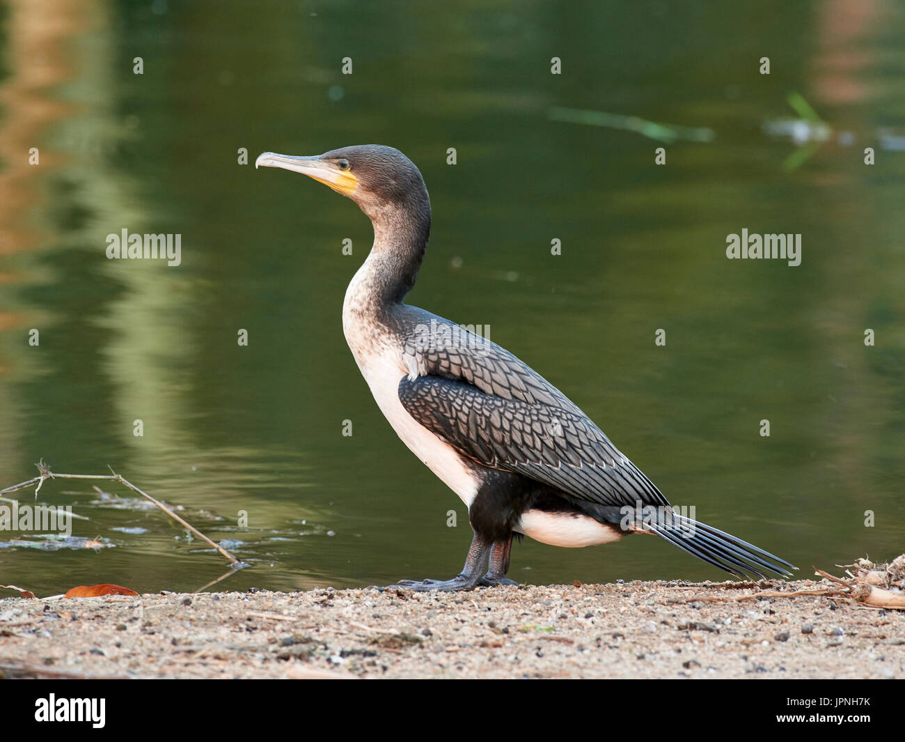 I capretti Whitebreasted cormorano (Phalacrocorax lucidus) in piedi sulla riva del lago Foto Stock