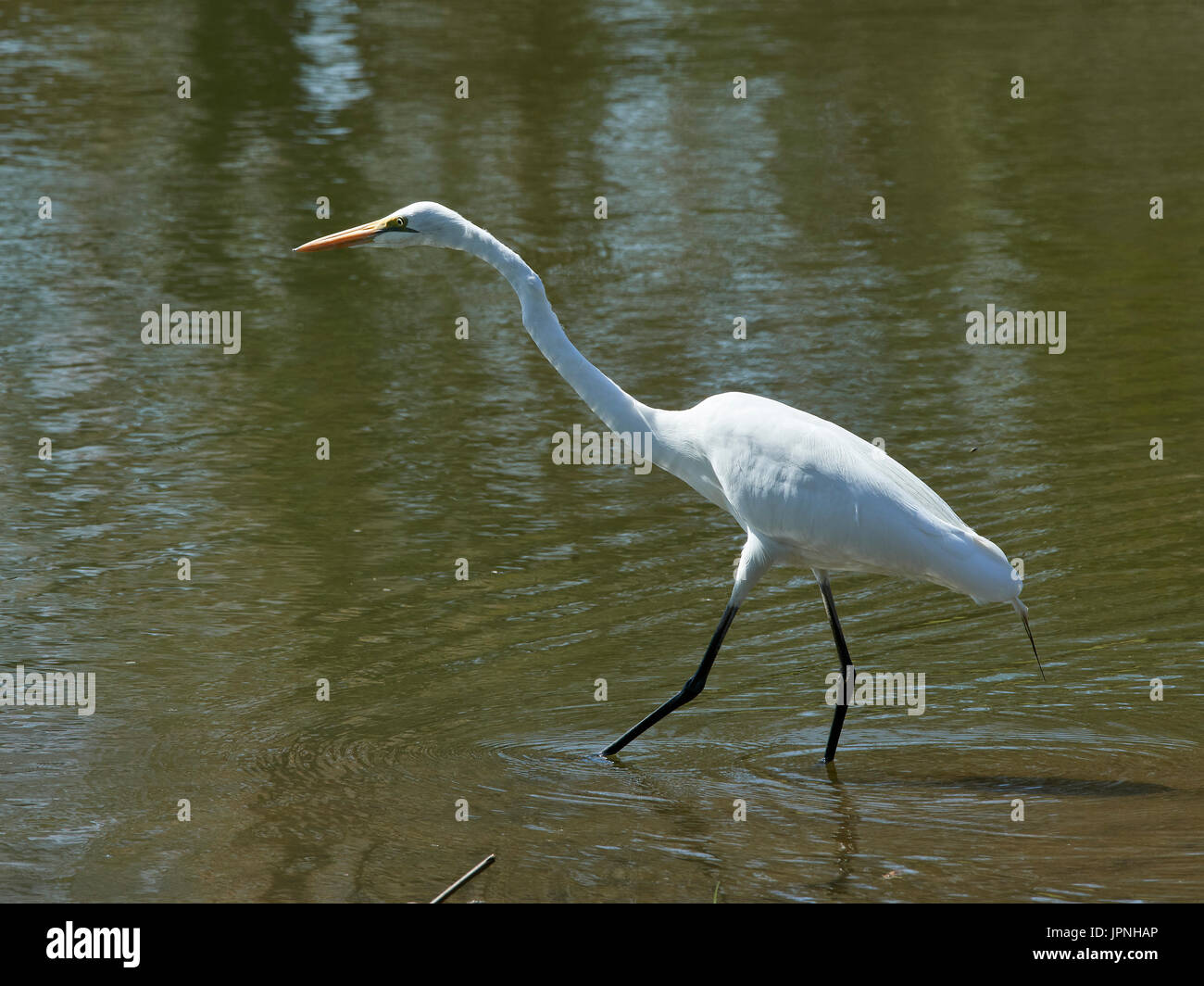 Western Airone bianco maggiore (Ardea alba), in piedi la pesca in lago, riflessione Foto Stock