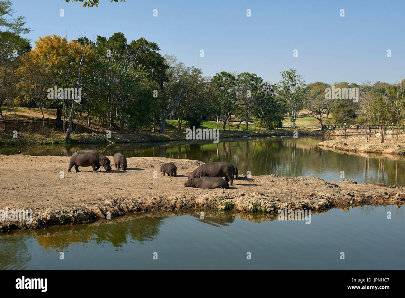 Hippo stagno sul Sabie River Sun - vitelli e gli adulti al di fuori dell'acqua "" al pascolo Foto Stock