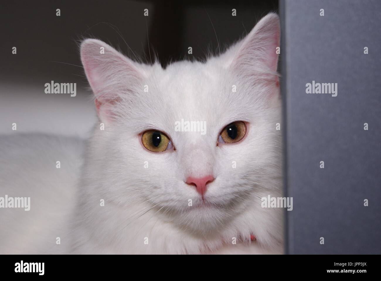 White cat close up Foto Stock