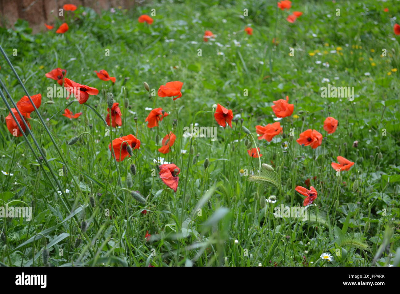 Poppies rome immagini e fotografie stock ad alta risoluzione - Alamy