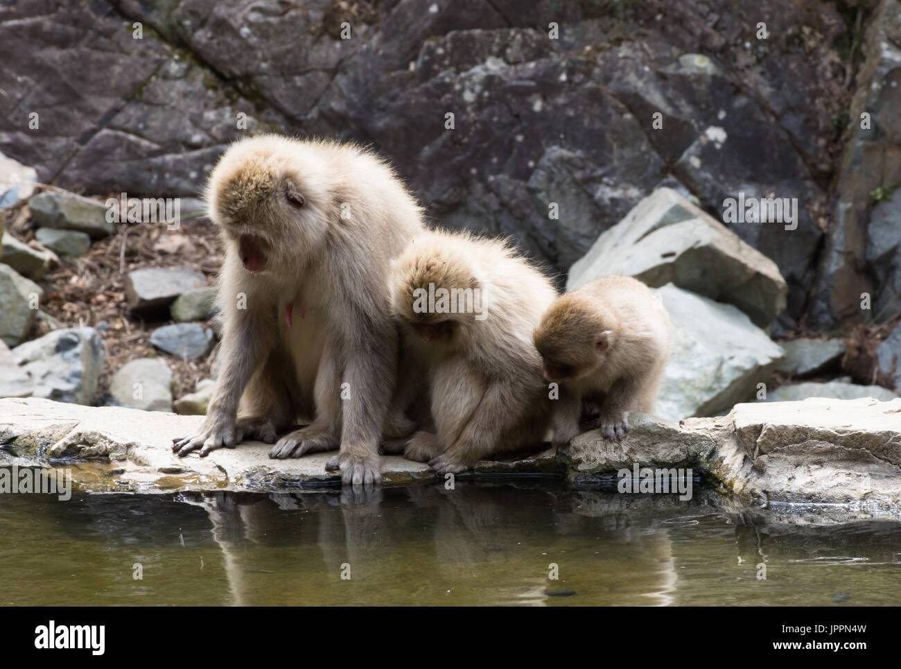 In prossimità delle tre scimmie di neve il peering in acqua di una primavera calda presso le loro riflessioni. Foto Stock