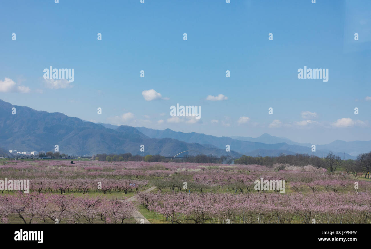 Un grande frutteto con la fioritura degli alberi da frutto in primo piano con montagne nebuloso, cielo blu e nuvole in background. Foto Stock