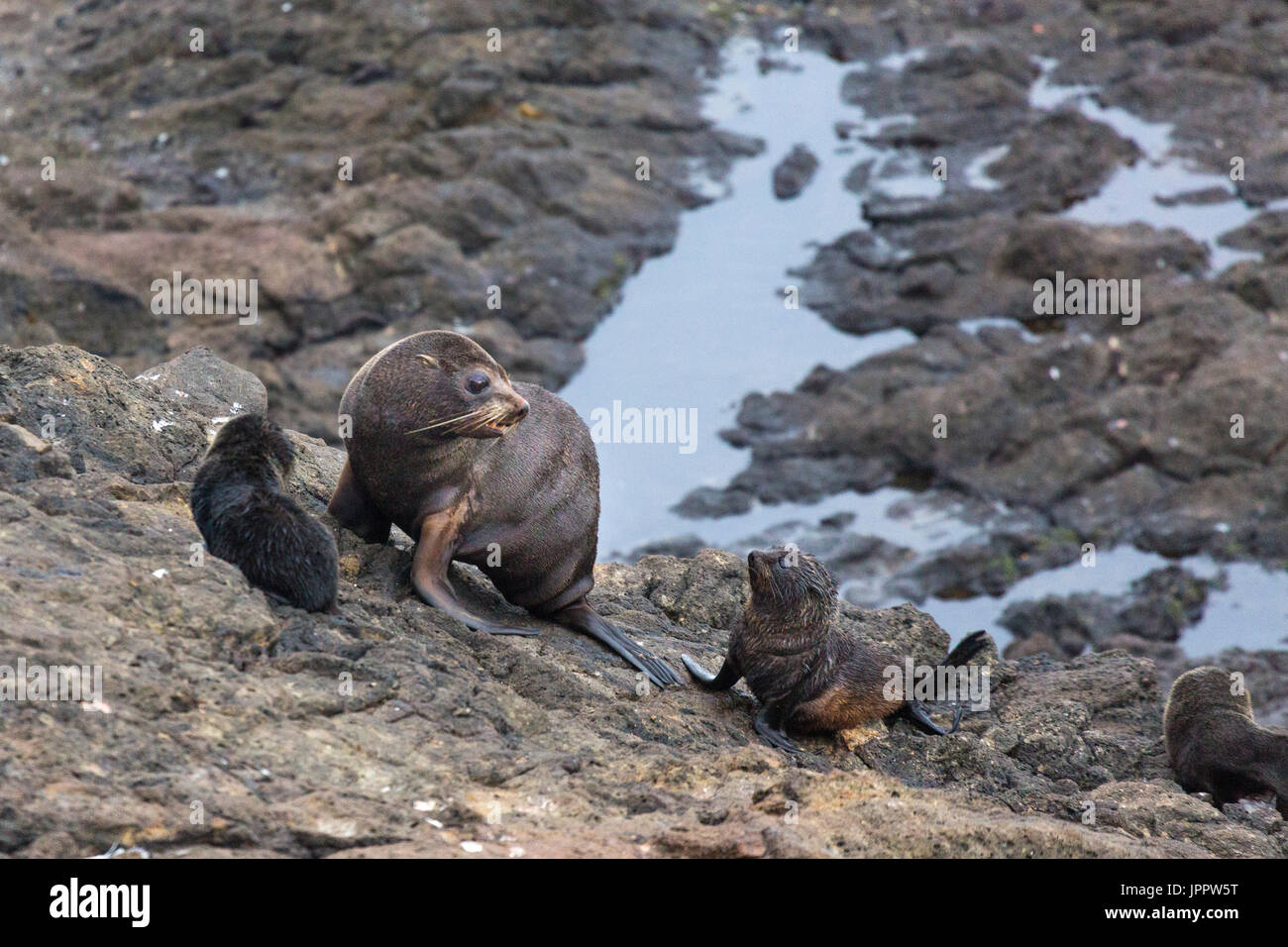 Nuova Zelanda pelliccia sigillo (Arctocephalus forsteri) o meridionale le guarnizioni di pelliccia o Kekeno in Nuova Zelanda Foto Stock