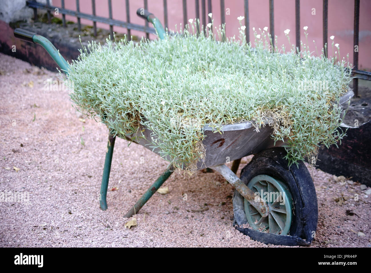 Una vecchia carriola con un pneumatico sgonfio serve come una pentola floreale di fiori e piante. Foto Stock
