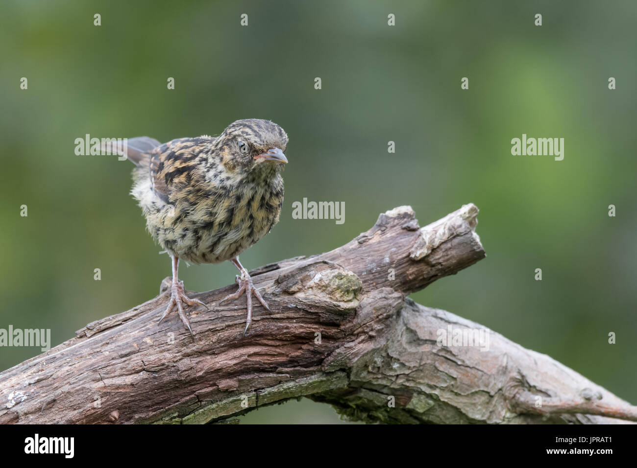 Giovani capretti dunnock, hedge sparrow appollaiato su un ramo in cerca di curiosi verso il basso e la messa a terra Foto Stock