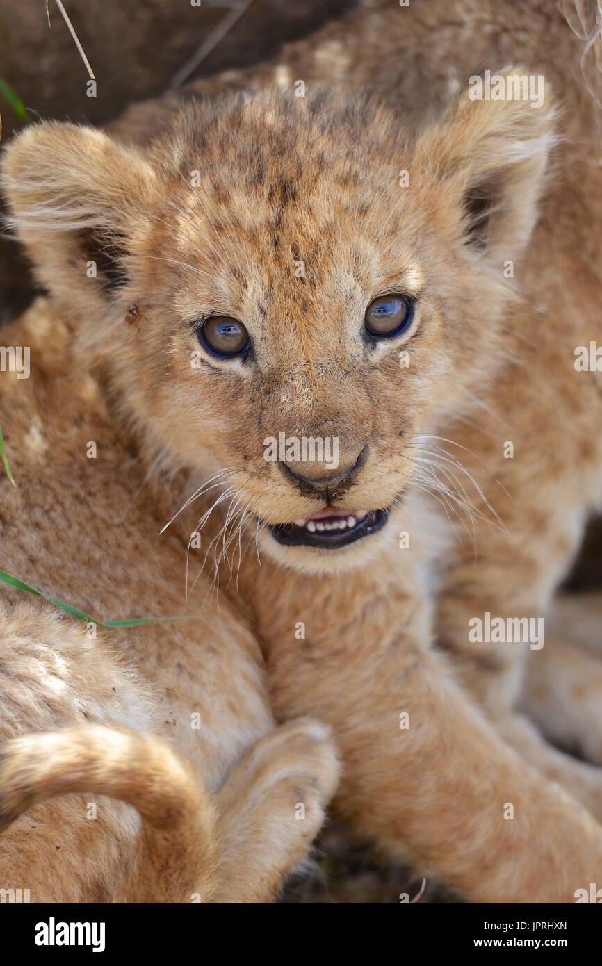 Lion cubs nel parco nazionale del Serengeti Foto Stock